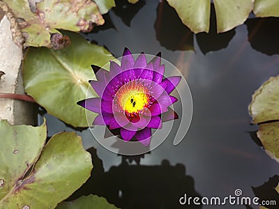 Lotus Flower Stock Photo