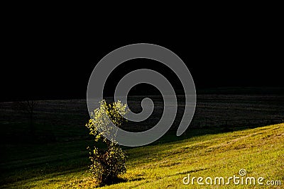 Artistic image of young tree on harsh sunlight at sunset, dark , black woods Stock Photo