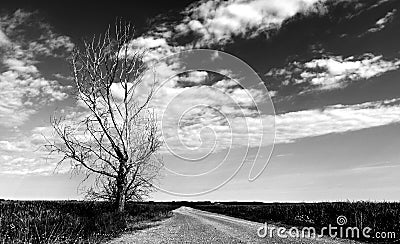 artistic landscape image of large dead tree along rural dirt road in monochrome finish Stock Photo