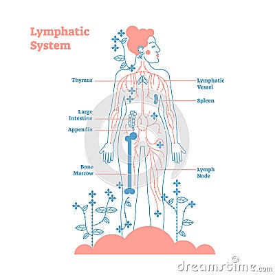 Artistic lymphatic system anatomical vector illustration diagram poster, decorative and elegant medical scheme with lymph nodes. Vector Illustration