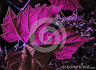 Artistic macro image of sunlit transparent purple maple tree leaf Stock Photo