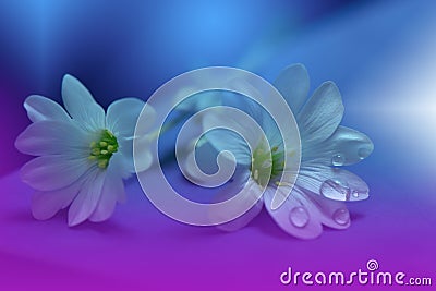 Art Abstract Summer Floral Background.Creative Flowers.Beautiful Blue Nature Wallpaper.Celebration,love.Holidays.Water Drop.Colors Cartoon Illustration