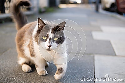 Artistic photo of a white and grey hairy street cat walking on the concrete pavement towards the camera and looking at camera. Stock Photo