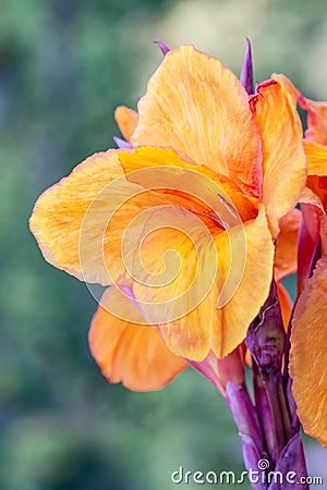 Artistic portrait orange canna indica flower with blurred bokeh background Stock Photo