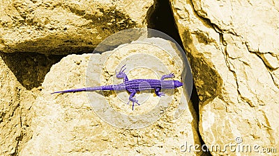 Artistic purple lizard on yellow boulders Stock Photo