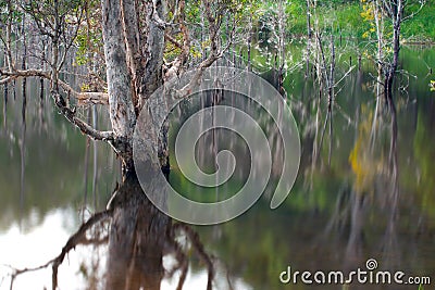 Artistic reflection of death trees on water Stock Photo