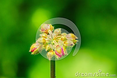 Artistic shot of purple flower Stock Photo