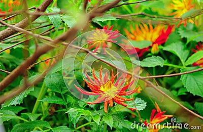 Artistic shot of red flower Stock Photo