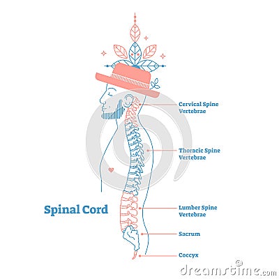 Artistic style anatomical spine vector illustration with conceptual decorative elements. Cervical,thoracic,lumber sections scheme Vector Illustration