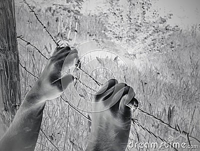 Artistic surreal tortured hands grasping desperately barbed wire Stock Photo