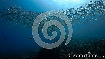 Large school of snappers fish underwater in blue colors Stock Photo