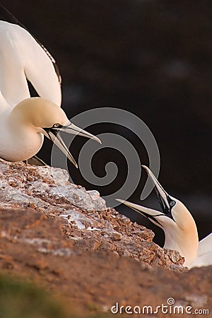 Gannets discussing Stock Photo