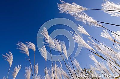 Artistic view looking up at white reeds against a blue sky in autumn Stock Photo