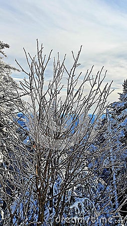 Is the artistic ways of mother nature in Winter Ice storm creation with Mountain vistas in background in Southern Vermont Stock Photo