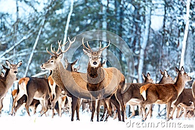 Artistic winter christmas nature image. Winter wildlife landscape with noble deers Cervus Elaphus. Many deers in winter Stock Photo