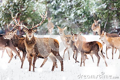 Artistic winter christmas nature image. Winter wildlife landscape with noble deers Cervus Elaphus. Many deers in winter. Deer with Stock Photo
