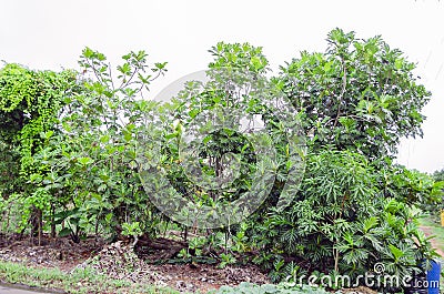 Full Width of Brearing Breadfruit Tree Stock Photo