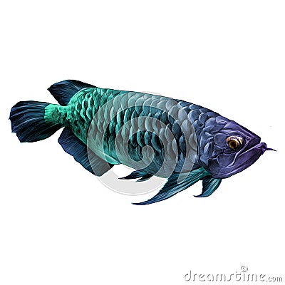 Aruana fish sketch vector Vector Illustration