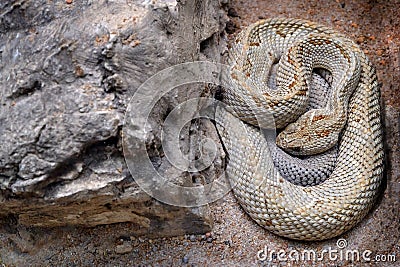 Aruba Rattesmake, Crotalus durissus unicolor, with grey stone in the nature habitat. Venomous pitviper species found only on the Stock Photo