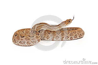 Aruba Rattlesnake Coiled Side View Tongue Out Stock Photo