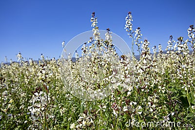 Arugula flower. Eruca lativa plant. Rucola blossom. Farmland arugula Stock Photo