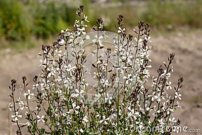 Arugula flower. Eruca lativa plant. Rucola blossom. Farmland arugula Stock Photo