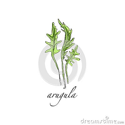 Arugula fresh culinary plant, green seasoning cooking herb for soup, salad, meat and other dishes hand drawn vector Vector Illustration