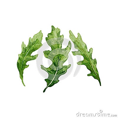 Arugula fresh green leaves. Vintage vector hatching illustration Vector Illustration