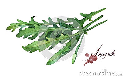 Arugula fresh leaf. Stock Photo