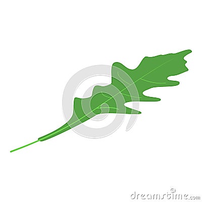 Arugula fresh leaf icon, isometric style Vector Illustration