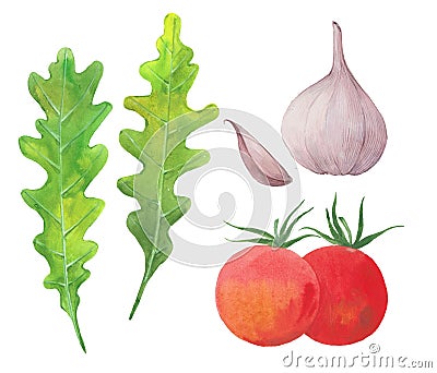Arugula, garlic and tomatoes Cartoon Illustration