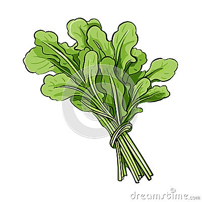 arugula hand-drawn illustration. arugula. Vector doodle style cartoon illustration Vector Illustration