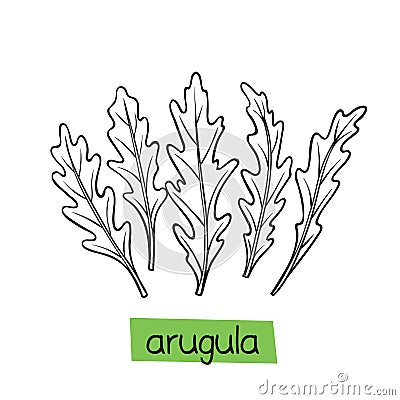 Arugula hand drawn Vector Illustration