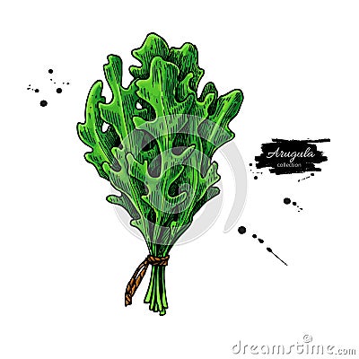 Arugula leaf bunch hand drawn vector illustration. Isolated Vegetable object. Vector Illustration