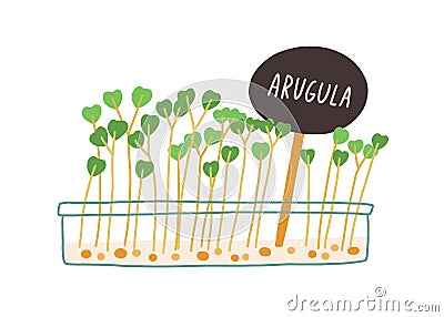 Arugula microgreens growing in container. Rucola micro greens with plant label tag. Green fresh sprouts and seedlings in Vector Illustration