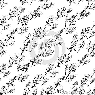 Arugula seamless pattern. Arugula leaves. Vector Illustration