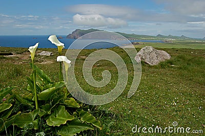 Arum lilies view Ireland Stock Photo