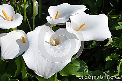 Arum lilly group with yellow spadix Stock Photo