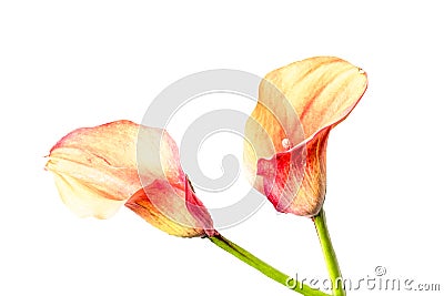 Arum Lilly in landscape format Stock Photo