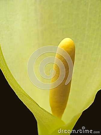 Arum maculatum - spadix detail, macro Stock Photo