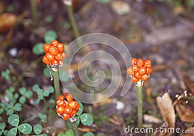 Arum with orange berries Stock Photo