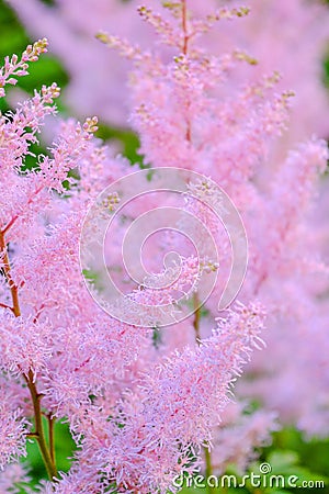 Aruncus dioicus or goat beard pink plant close up on green on blurred background Stock Photo