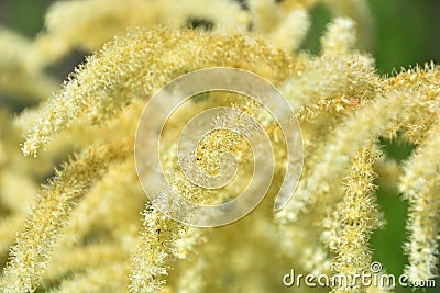 Aruncus dioicus or goat beard white plant close up . Fluffy white. Abstract natural background Stock Photo