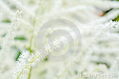 Aruncus dioicus or goat beard white plant close up with green blossom in garden Stock Photo