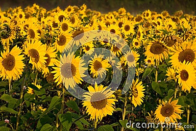 British sunflowers, Whitehouse Green, Berks Stock Photo