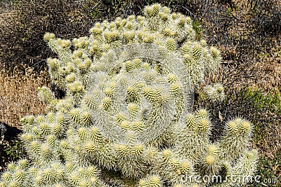 About as close to a cholla cactus as you want to be. Stock Photo