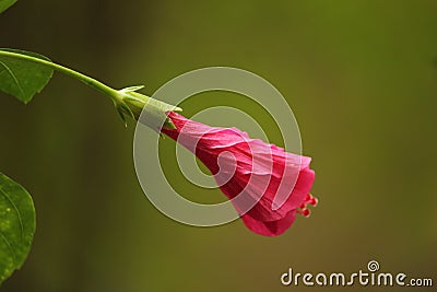 Nature's Artistry: Capturing the Radiant Beauty of a Hibiscus Flower in Full Bloom Stock Photo