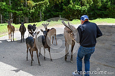 Curious sika deers and photographer Stock Photo