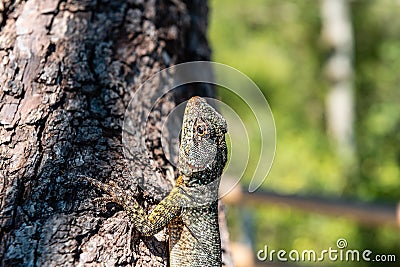 As the lava lizard lazes about Stock Photo