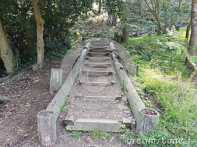 Steps in the woods Stock Photo